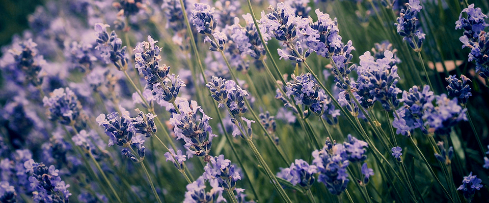 一键导出报告的网站攻击软件